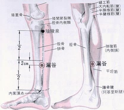 楊白穴|醫砭 » 經穴庫 » 陽白